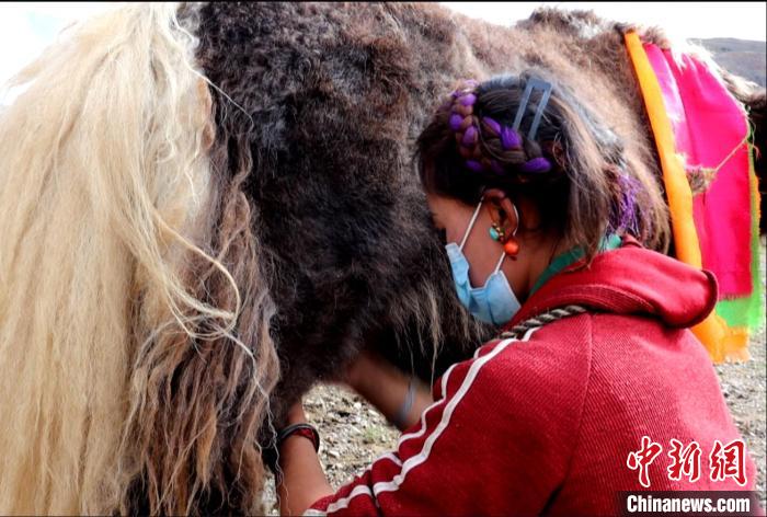 圖為牧民正在擠奶?！∪湛t文聯(lián)供圖