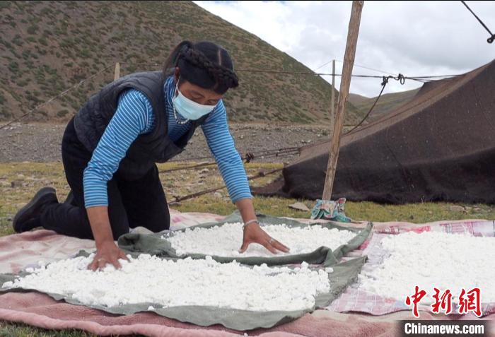 圖為牧民正在制作奶渣。　日喀則文聯(lián)供圖