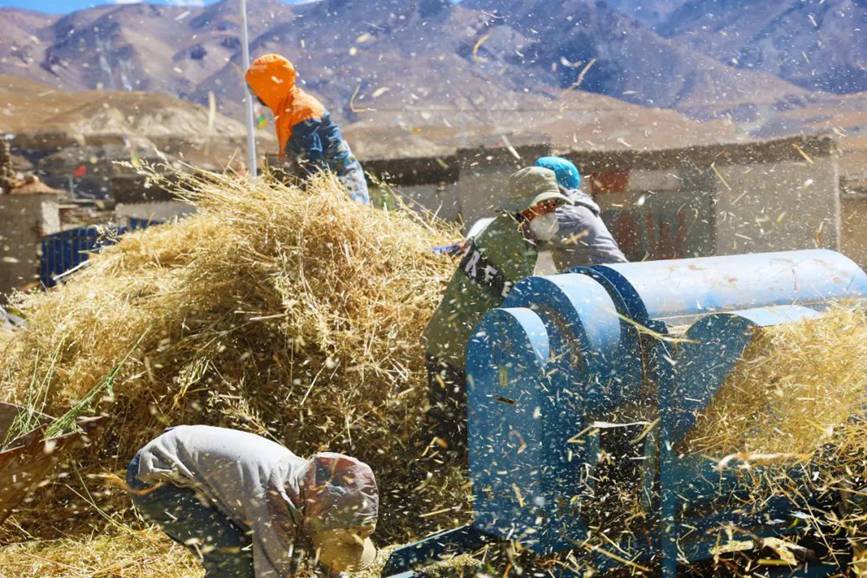 西藏吉?。簬愠两襟w驗秋收打場