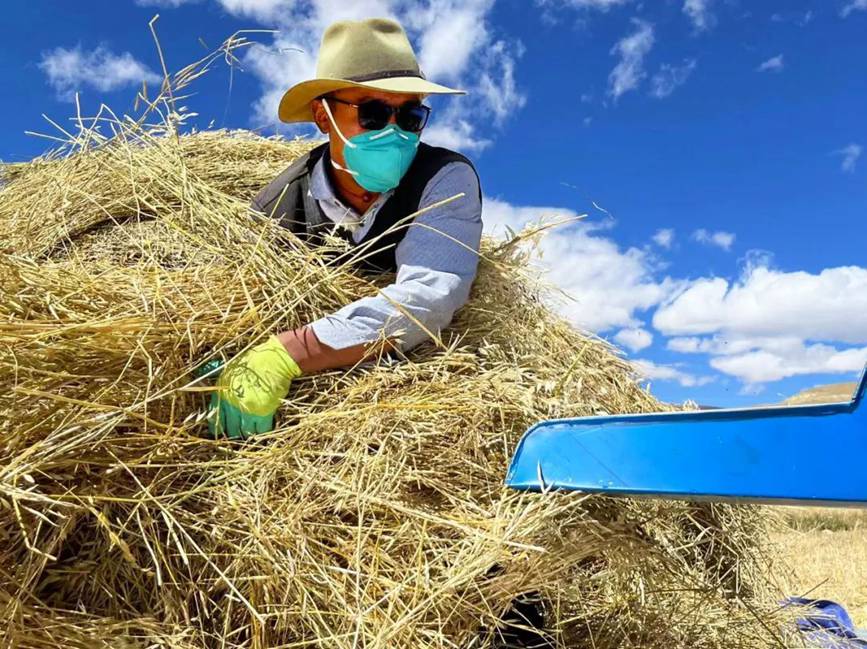 西藏吉?。簬愠两襟w驗秋收打場【3】