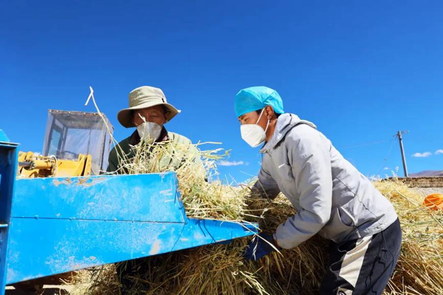 西藏吉?。簬愠两襟w驗秋收打場【4】