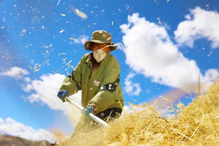 西藏吉?。簬愠两襟w驗秋收打場【5】