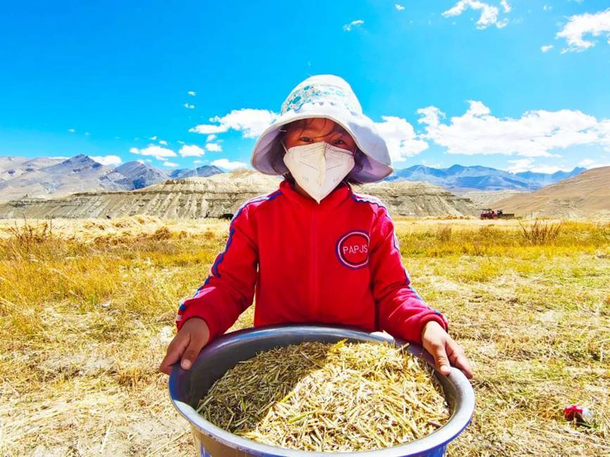 西藏吉?。簬愠两襟w驗秋收打場【9】