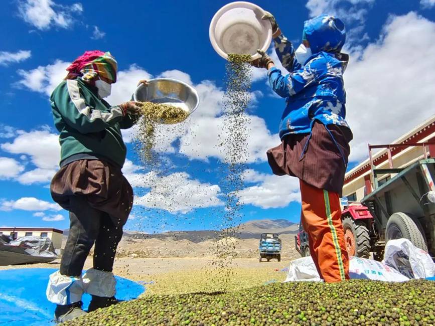 西藏吉?。簬愠两襟w驗秋收打場【10】