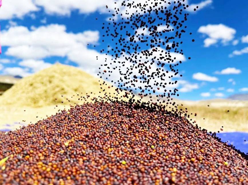 西藏吉?。簬愠两襟w驗秋收打場【13】