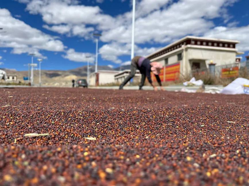 西藏吉?。簬愠两襟w驗秋收打場【15】