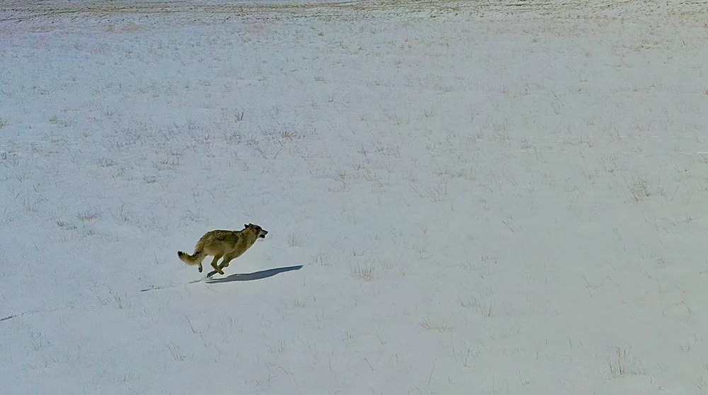 雪地里疾馳的阿里“狼”。
