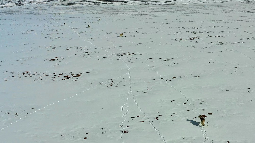 天地一色，狼群在雪地里不斷地向前奔跑。