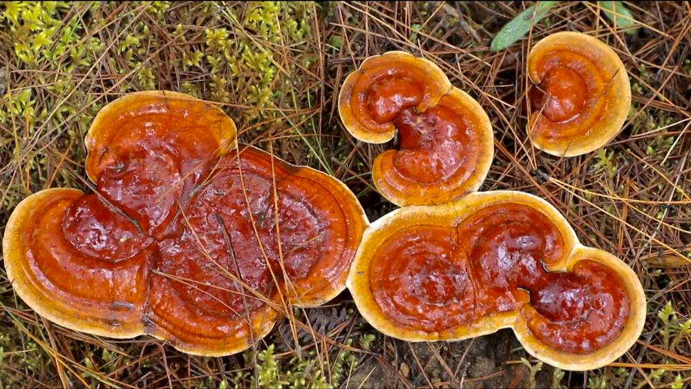 破土而出的靈芝宛如一把把撐開(kāi)的“小雨傘”。