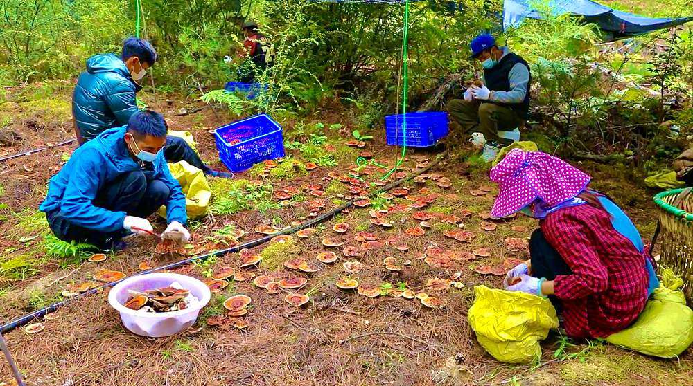 采摘靈芝。