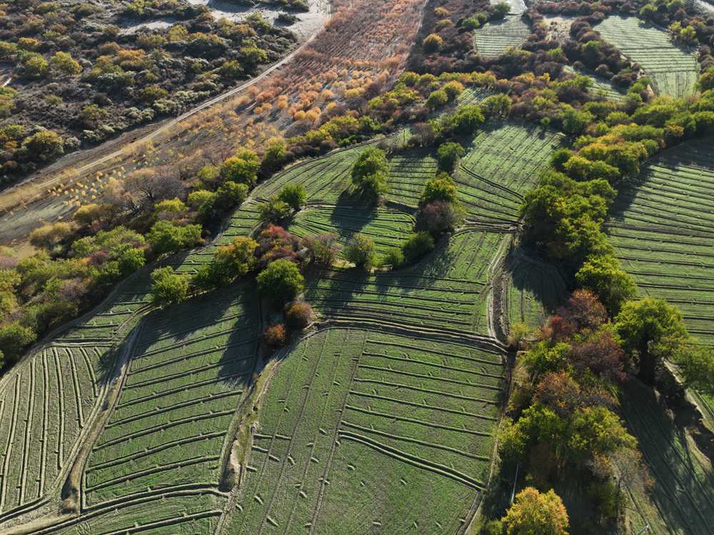 雅魯藏布江畔的高原梯田。