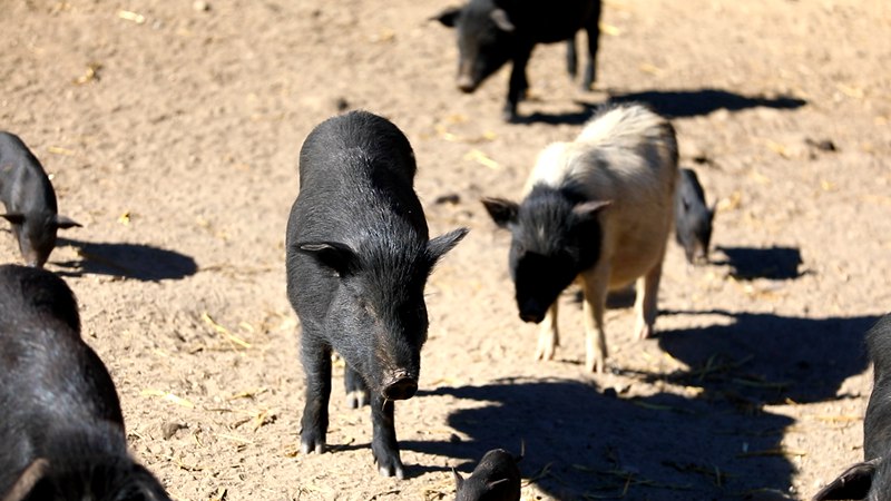 藏香豬在覓食。