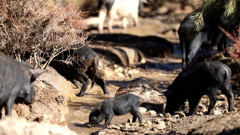 藏香豬在喝水。