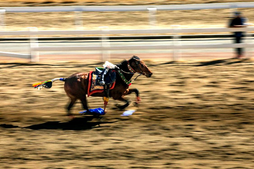 藏歷新年，精彩的馬術(shù)表演。張靜攝