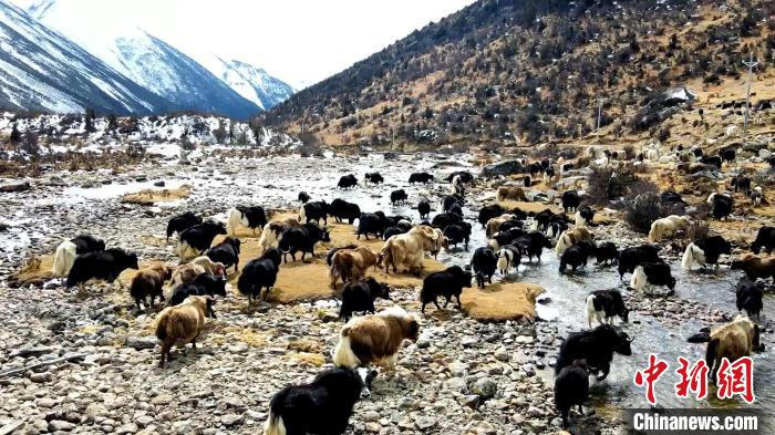 圖為角木那村生態(tài)散養(yǎng)的牦牛正在覓食?！『槿艉?攝