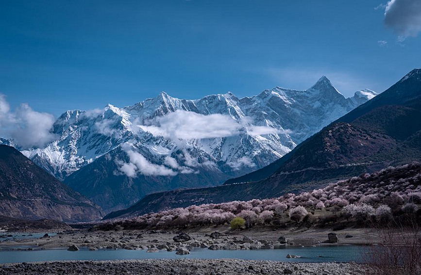 雪山下的桃花。張靜攝