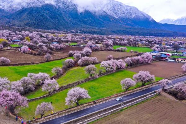 人間桃花源！林芝桃花有多絕？