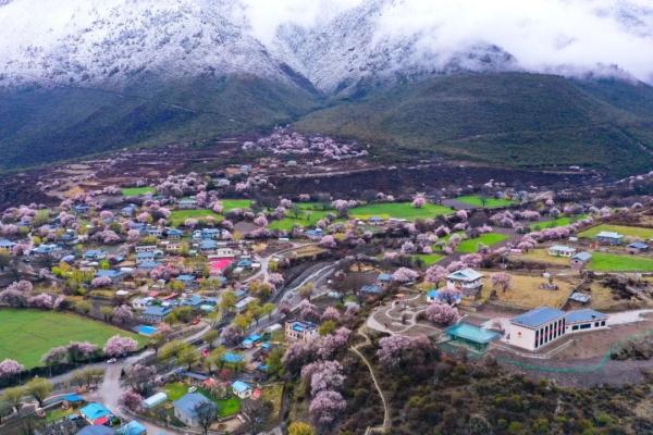 人間桃花源！林芝桃花有多絕？