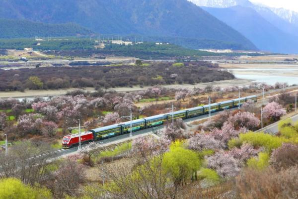 人間桃花源！林芝桃花有多絕？