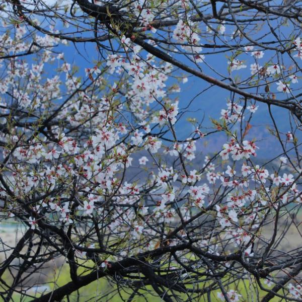 人間桃花源！林芝桃花有多絕？