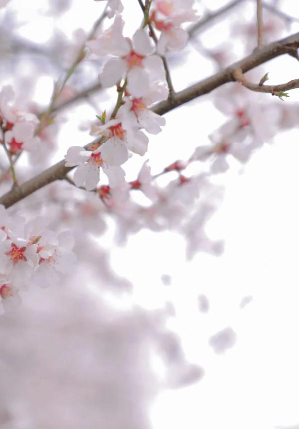 人間桃花源！林芝桃花有多絕？