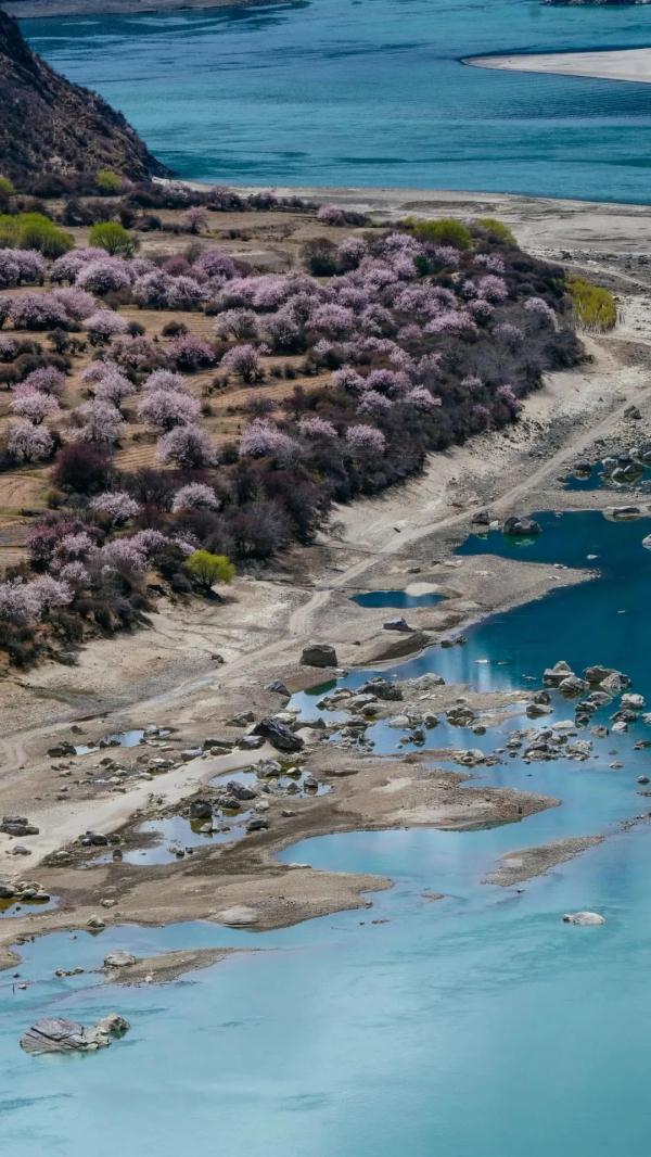 人間桃花源！林芝桃花有多絕？
