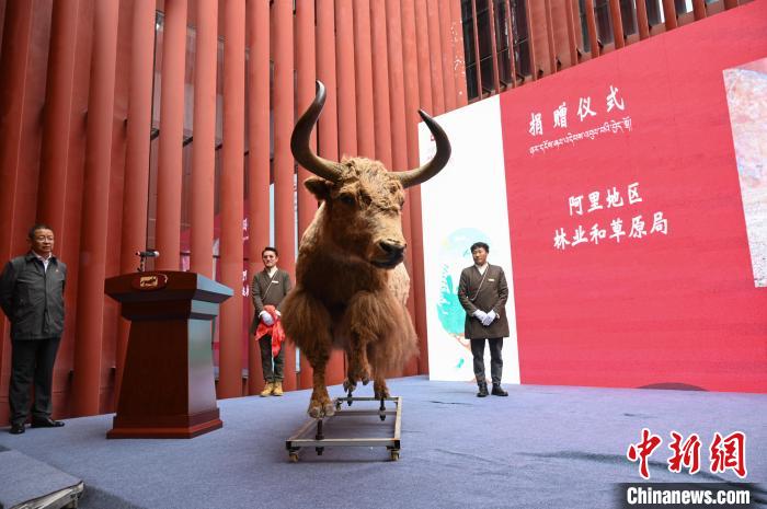 圖為阿里地區(qū)林草局捐贈的金絲野牦牛標(biāo)本?！≮w朗 攝