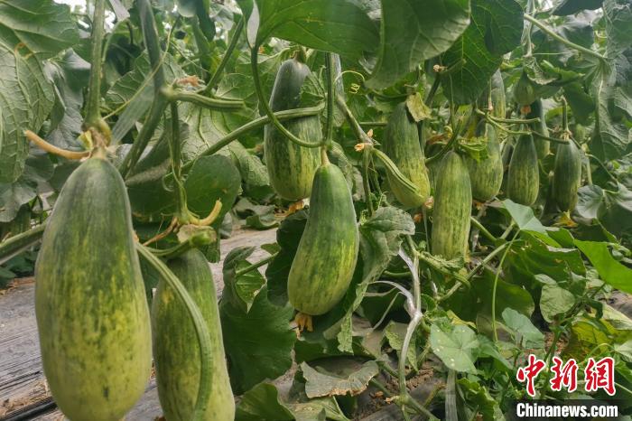 西藏海拔4400多米康馬縣甜瓜、西瓜豐收