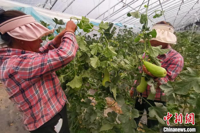 工作人員打理高原溫室大棚。　劉建軍 攝