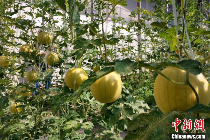圖為康馬縣大棚內(nèi)的金太陽西瓜?！⒔ㄜ?攝