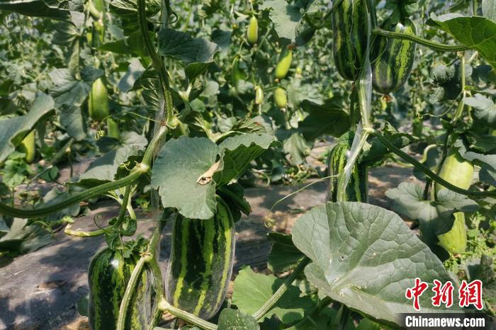 圖為西藏康馬縣大棚內(nèi)的博洋九號(hào)甜瓜?！⒔ㄜ?攝