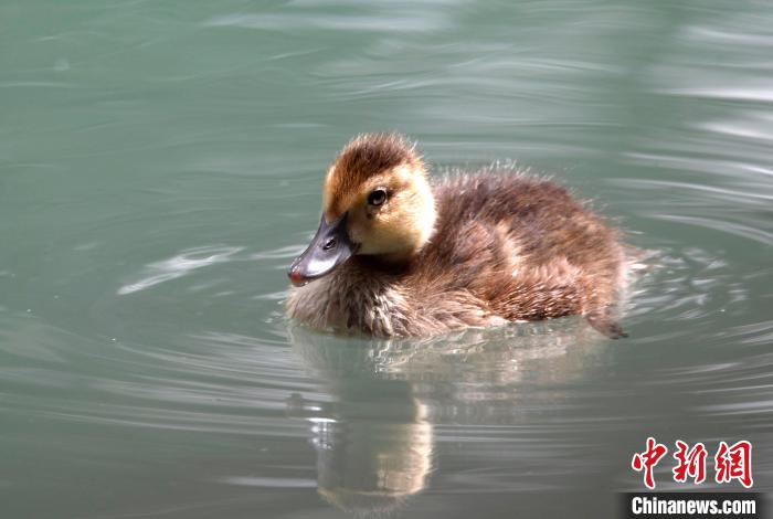 圖為6月22日，棲息在拉魯濕地的白眼潛鴨?！±盍?攝