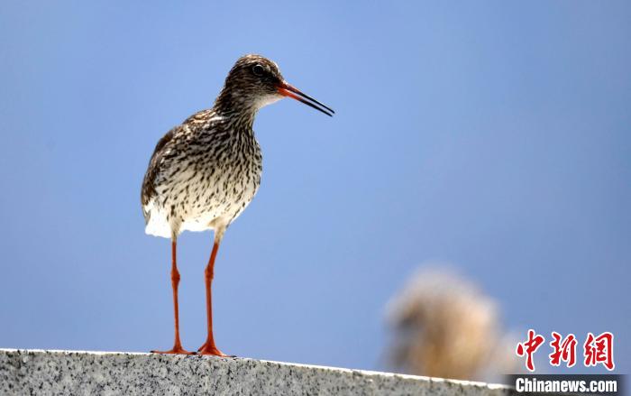 圖為6月22日，棲息在拉魯濕地的紅腳鷸。　李林 攝