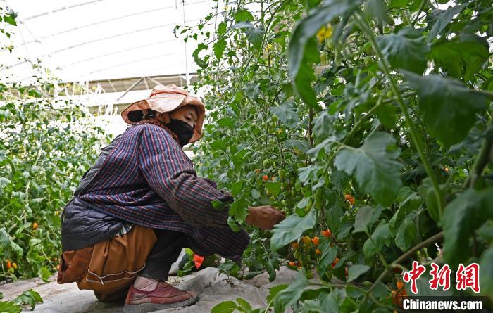 圖為巴珍在地里勞作。　趙朗 攝