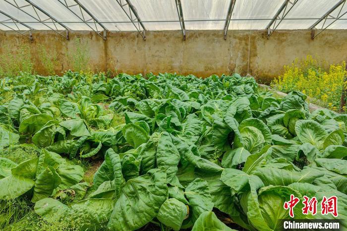 公珠湖執(zhí)勤點(diǎn)的大棚蔬菜，種菜是該執(zhí)勤點(diǎn)輪換民警們的日常?！↓埿▲P 攝