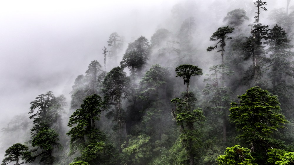 水霧蒸騰，滿目皆綠。張澤坤攝
