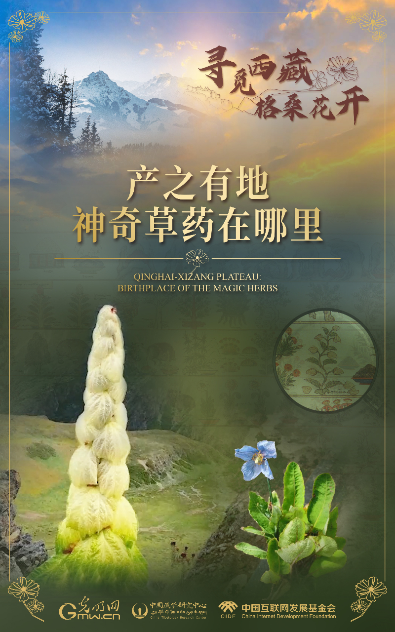 【尋覓西藏·格?；ㄩ_】產(chǎn)之有地：神奇草藥在哪里