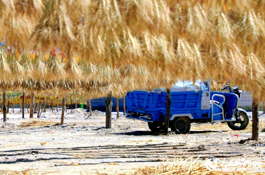 金燦燦的秋天，都是收獲。  人民網(wǎng) 李海霞攝