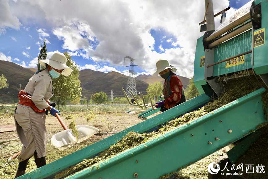 曲水茶巴拉村民正在包裝青飼玉米。人民網(wǎng)記者 次仁羅布攝