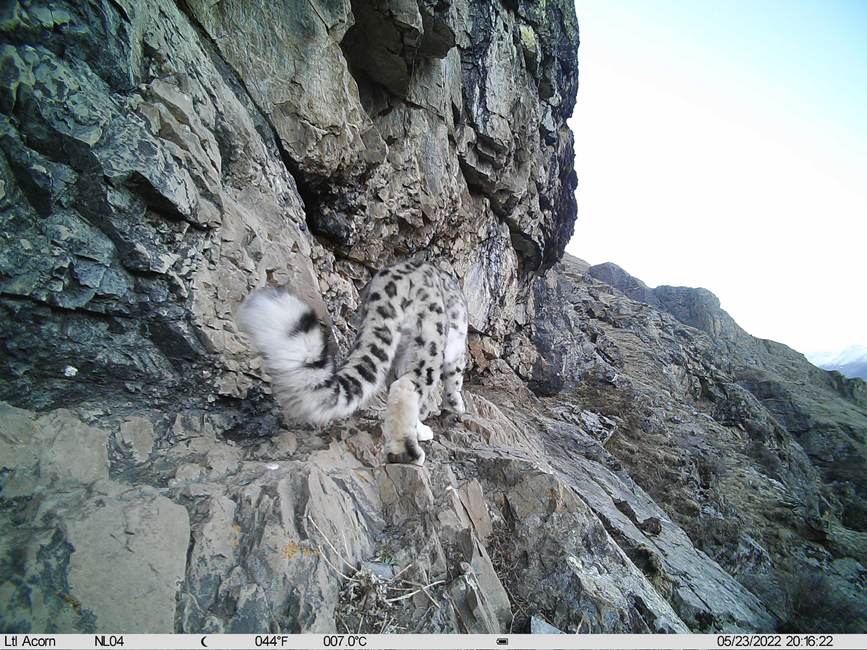 雪豹影像。山水自然保護(hù)中心供圖