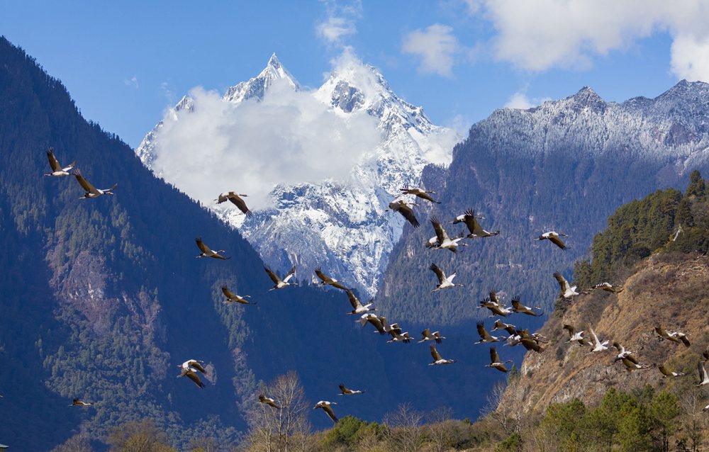 黑頸鶴蹁躚起舞美如畫。索多攝