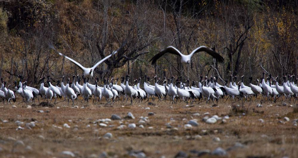 黑頸鶴蹁躚起舞美如畫(huà)。索多攝
