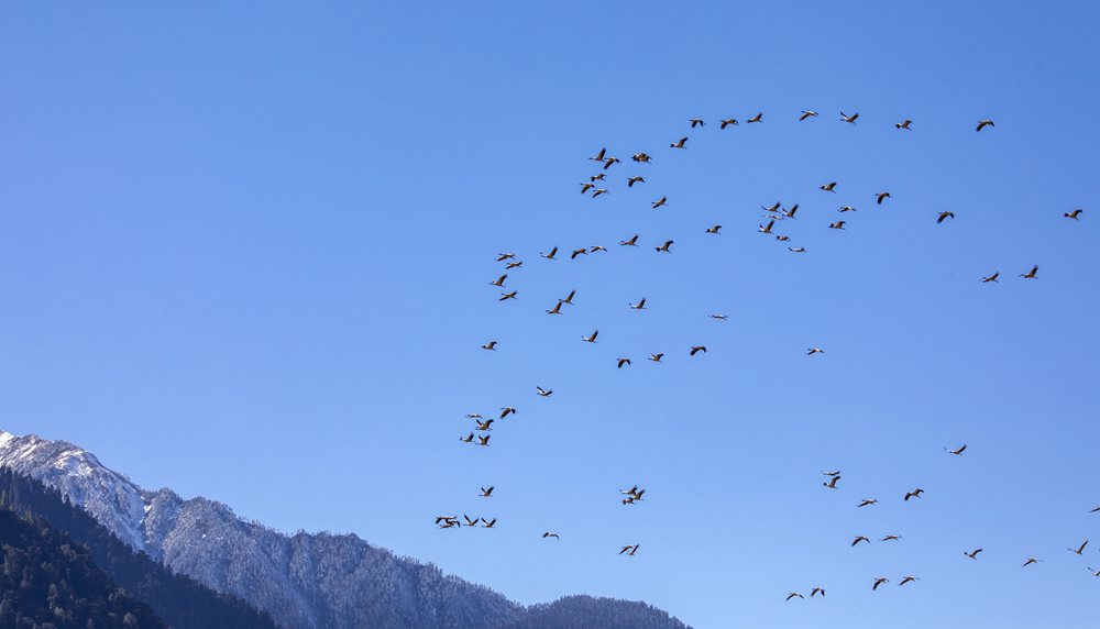 黑頸鶴在天空中自由翱翔。索多攝