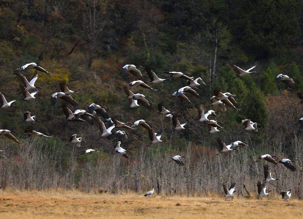 黑頸鶴蹁躚起舞美如畫(huà)。益西旦增攝