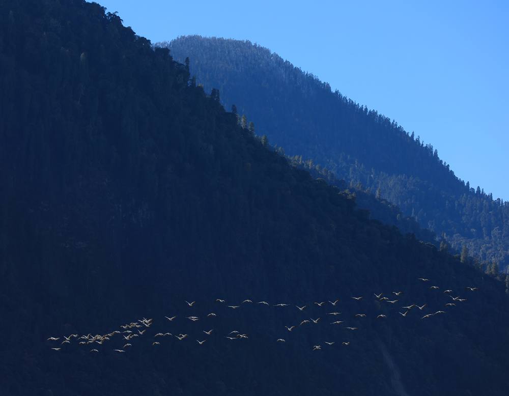 黑頸鶴在天空中自由翱翔。益西旦增攝