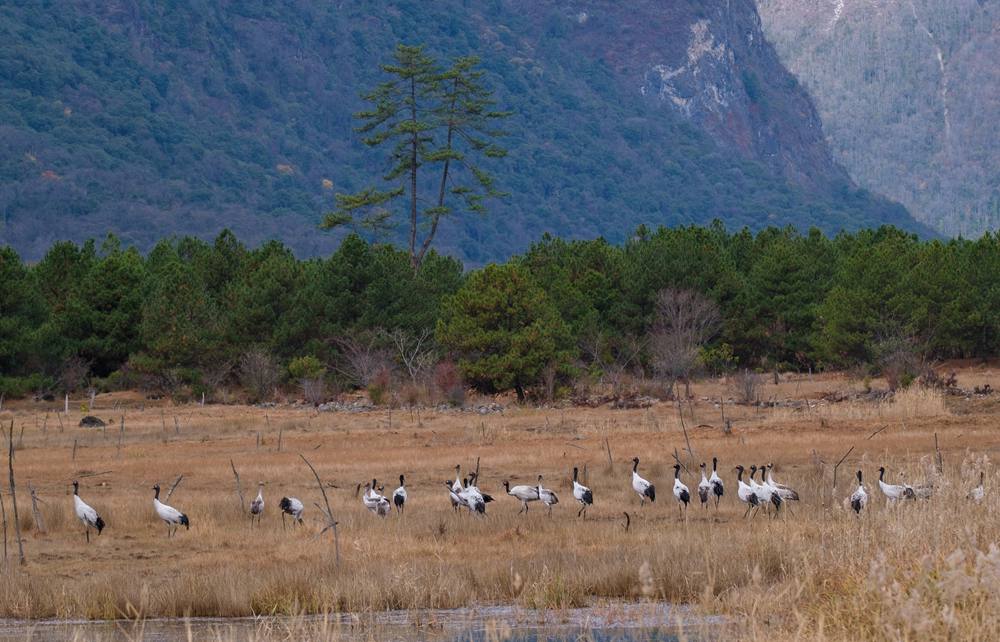 覓食中的黑頸鶴。扎頓攝