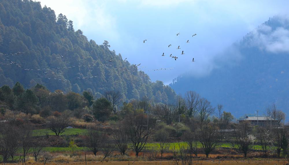 成群的黑頸鶴為冬日高原增添生機(jī)。益西旦增攝