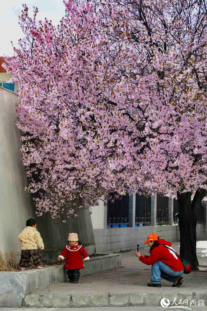 桃林下，拉薩市民游客樂享春光。人民網(wǎng)記者 次仁羅布攝