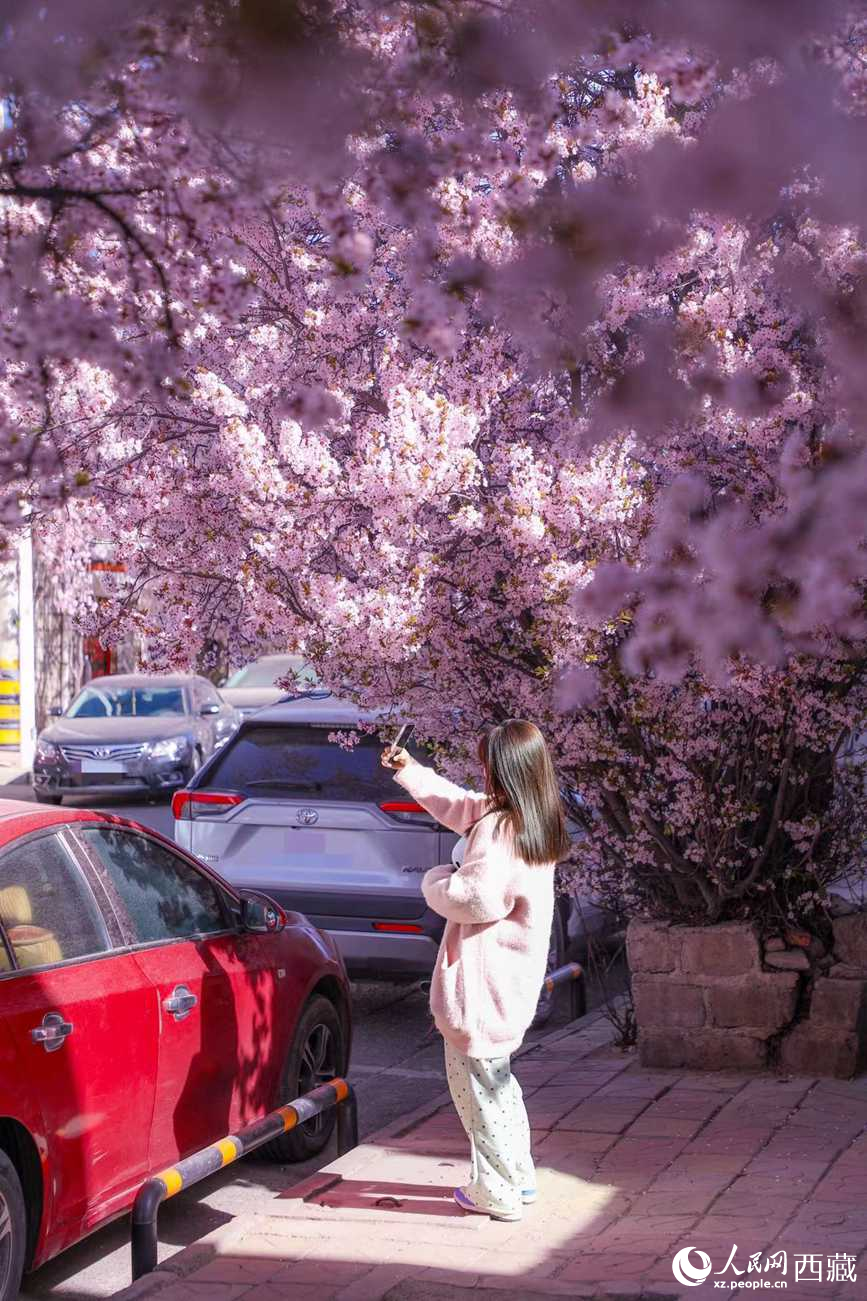 桃林下，拉薩市民游客樂享春光。人民網(wǎng)記者 次仁羅布攝