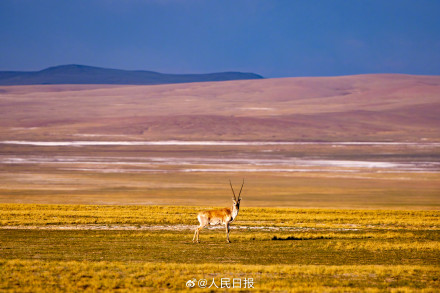 可愛壁紙上新！藏羚羊就是高原上的精靈吧